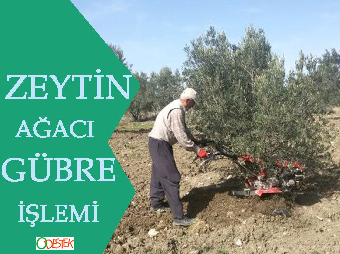 zeytin ağacı gübreleme nasıl yapılır